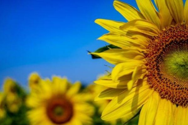 怀念过去繁花似锦。,心碎之声独留余温。,失落的繁华岁月如梭。-红迪亚