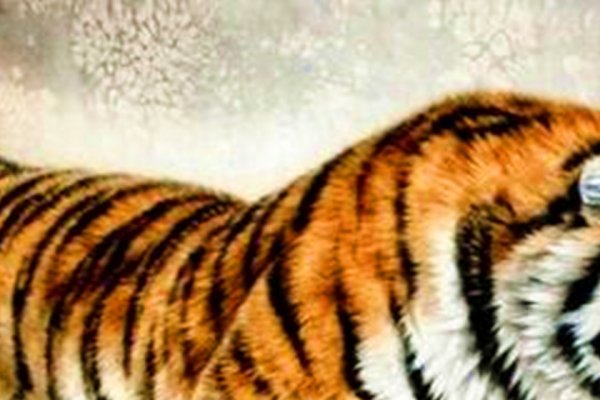 虎年命运解析，木命之人的财运与情感之路-红迪亚