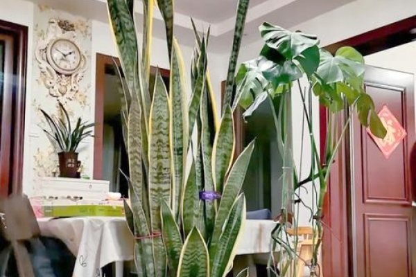 虎皮兰的风水作用与摆放禁忌，正确放置招财旺运，错误摆放影响运势，养虎皮兰的注意事项和推荐位置-红迪亚