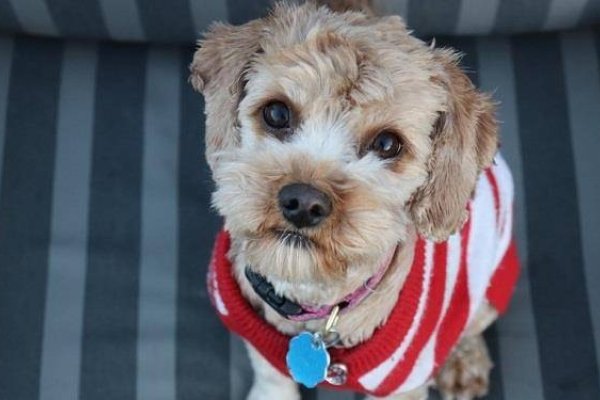 好听寓意狗名推荐，符合您提供的内容要求，简洁明了地概括了文章的主要内容。-红迪亚