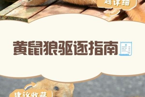 黄鼠狼出现寓意解析，福气临门还是警示？-红迪亚