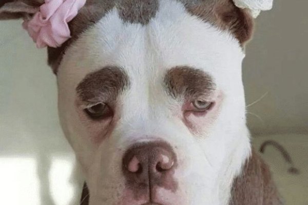 火烧眉毛打一肖，答案不一，可能是蛇、马或狗。具体解析请关注相关生肖特性与成语含义的关联。-红迪亚