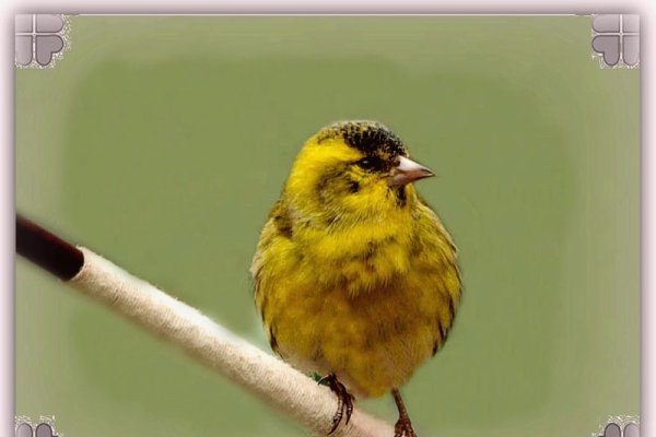 黄鸟在线高清观看-红迪亚