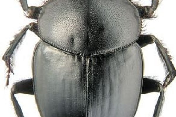 解梦大便的象征意义及财运预示-红迪亚