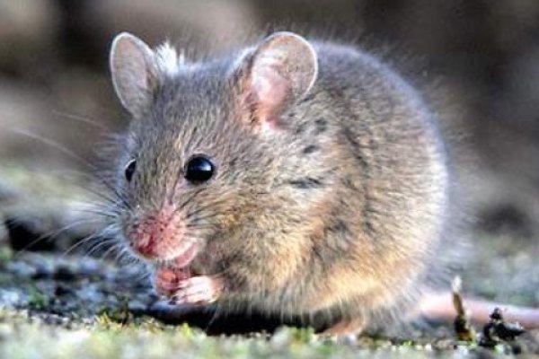 金木水火土命查询表20-30字，五行相生关系解读	金木水火土对应十二属相及命运类型。通过出生年份与五行的对照可了解个人命运的五行属性及其动态变化趋势。-红迪亚