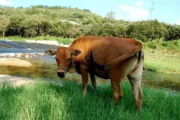 九牛一毛，鼠的象征-红迪亚