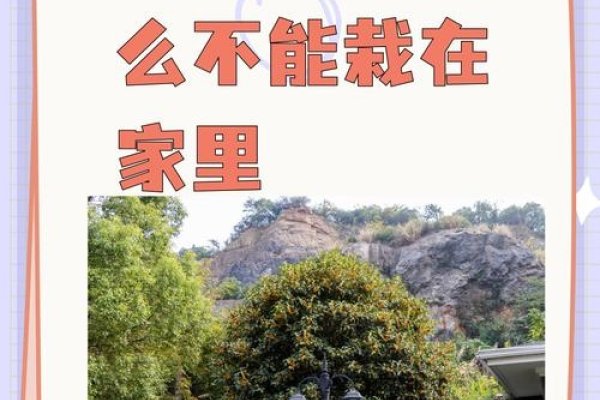 家里桂花树的风水禁忌-红迪亚