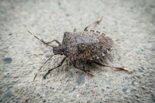 建议，梦见满身虫子，寓意困扰与压力重重叠叠！-红迪亚