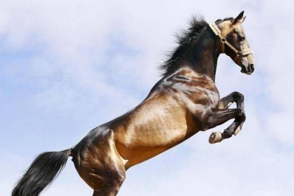 金戈铁马打一生肖，最佳答案竟是马，生肖马的勇气、力量与速度之象征-红迪亚