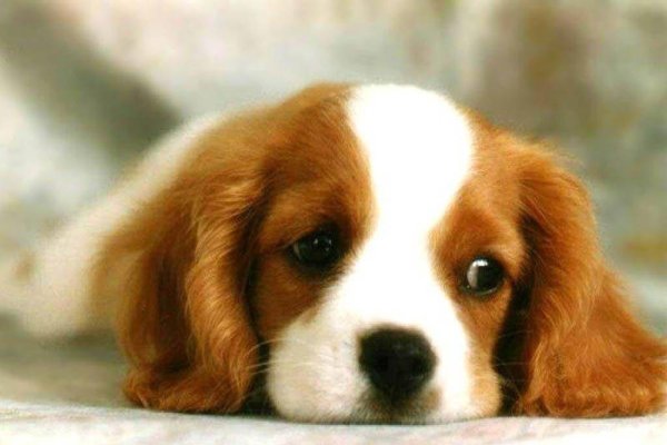 精选狗狗名字，霸气又好听，其他建议，狂狼、铁血、雷霆等体现野性力量的名字，或结合宠物特性与个人喜好来命名-红迪亚