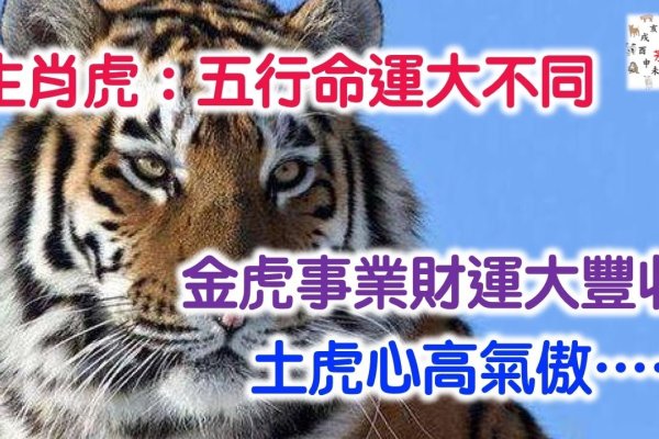 建议,,关于生肖虎命运解析,水虎之命事业腾飞与挑战重重的人生三大坎-红迪亚