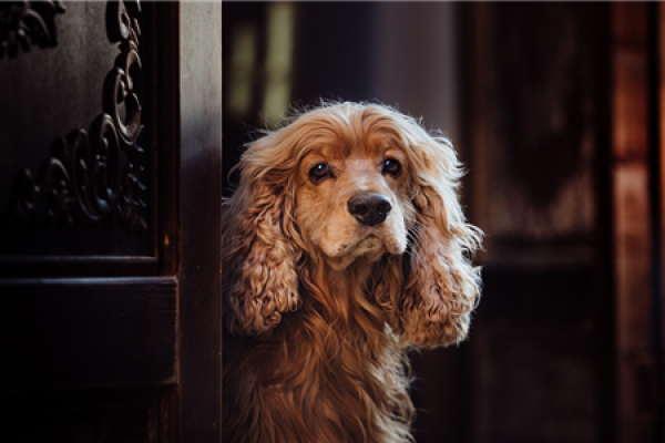 家庭属相搭配指南，揭秘牛、羊与狗不宜同时出现的奥秘-红迪亚