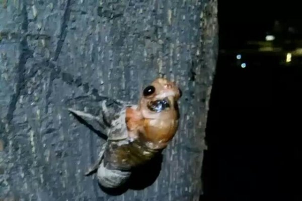 金蝉脱壳生肖解析-红迪亚