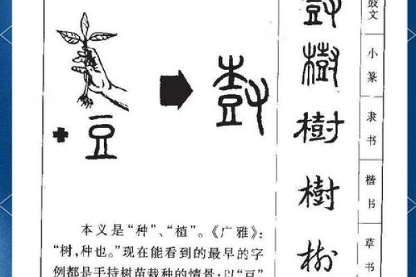 建树拼音释义标题，直接生成一个20-30字的标题为，解析建树的读音与含义——jiàn shù。-红迪亚