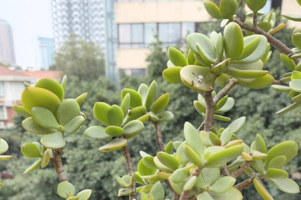 家里再穷也要养的三种吉祥花-红迪亚