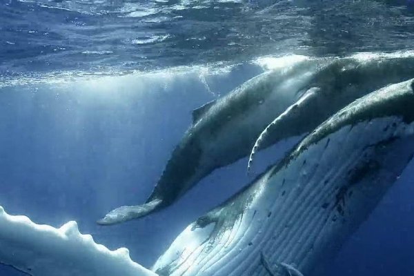 空间昵称精选，蓝鲸忘了海 风中的红叶等唯美名字-红迪亚