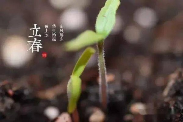 立春节气简介，温暖与生长的开始，每年公历2月4日前后标志着春季启动-红迪亚