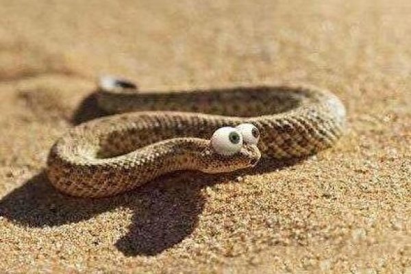 落井下石的生肖，猪与蛇的解读-红迪亚