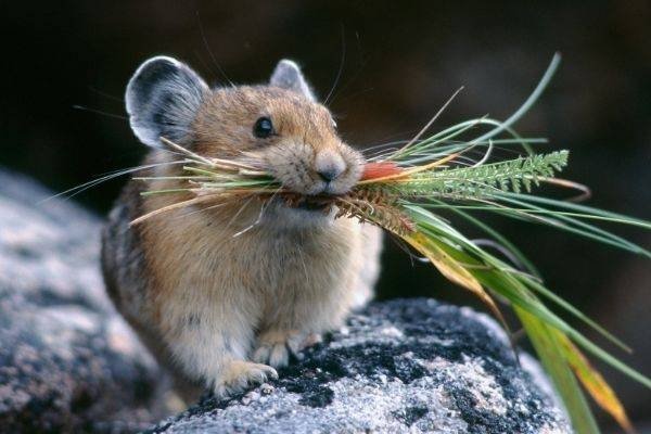 龙宝宝忌鼠兔牛父母属相，与蛇猴生肖关系紧张-红迪亚