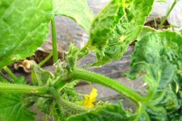 梦到黄瓜，健康与繁荣的预兆。-红迪亚