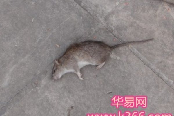 梦到老鼠，人际关系紧张与财运预警的周公解梦解析-红迪亚