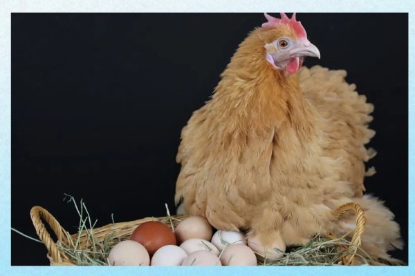 梦到鸡下蛋的寓意与预示-红迪亚