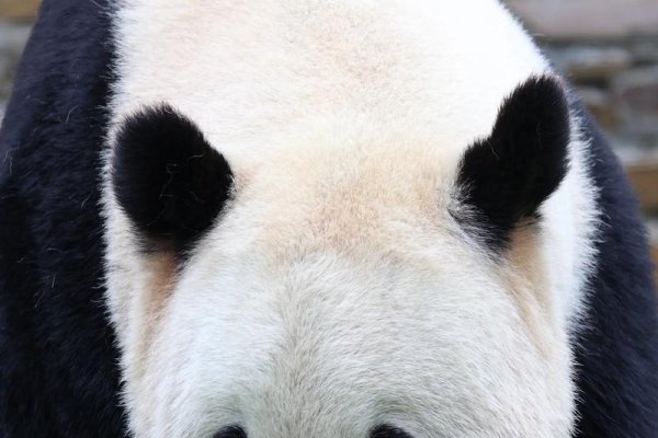 美国大熊猫美香产仔奇迹诞生，Netflix与Hulu等流媒体平台观看指南-红迪亚