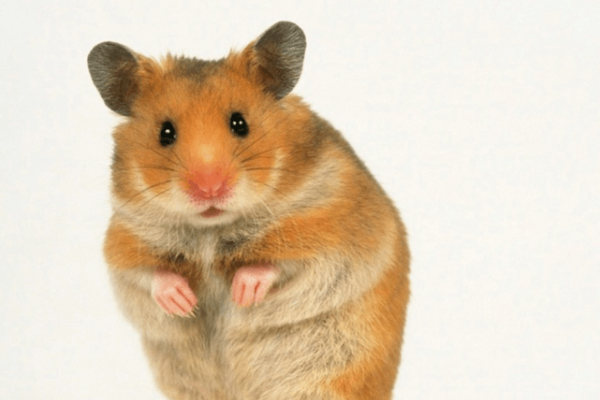 目光如豆打一生肖，答案是鼠。-红迪亚