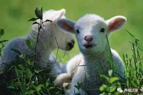 面黄肌瘦与生肖猴、羊有关，牛也常被提及。-红迪亚