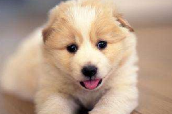 梦见被狗咬，预示潜在威胁与好运来临。-红迪亚