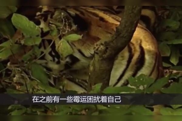 梦见打老虎预示人财两旺的吉凶解析，不同情境下梦见打老虎的具体寓意解读，打虎梦暗示近期运势及事业展望，解密梦境中的打老虎，勇气与成功的象征？-红迪亚