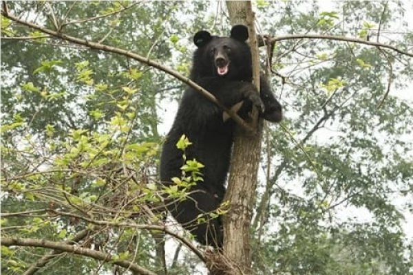 梦见黑熊的预示-红迪亚