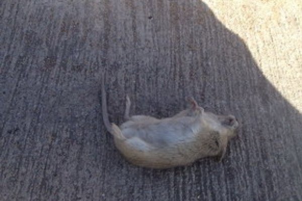 梦见老鼠的象征意义及周公解梦解读-红迪亚