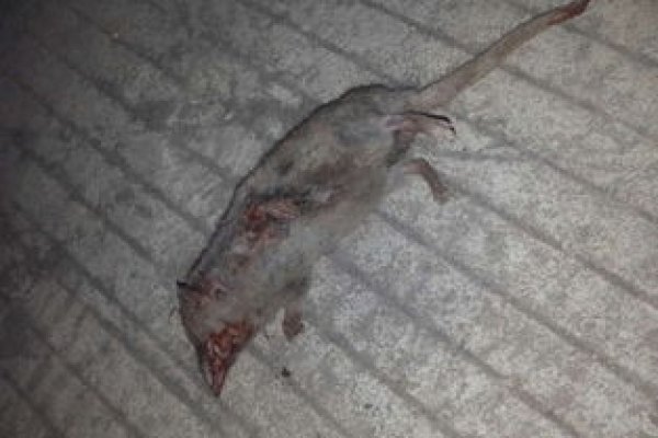 梦见死老鼠，吉祥之兆，预示好运将至。-红迪亚