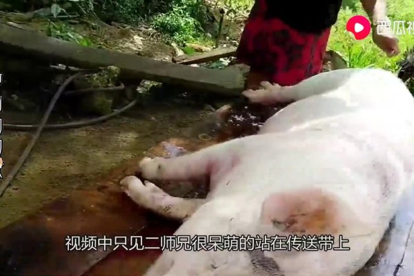 梦见杀猪见血，吉兆与挑战的象征-红迪亚