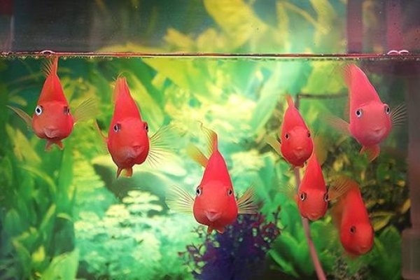 梦境杀鱼预示好运与美满生活-红迪亚