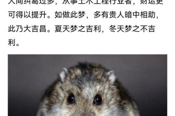 梦见小白鼠的多重象征意义与解读-红迪亚