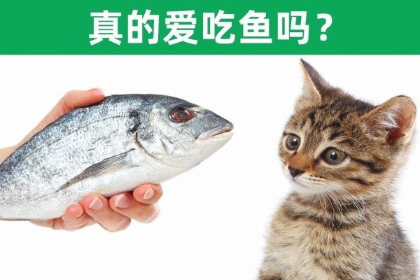 梦见猫吃鱼-红迪亚