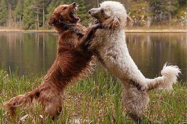 梦见狗的多元预兆解析，从朋友关系到时间管理，周公解梦详解梦境含义-红迪亚