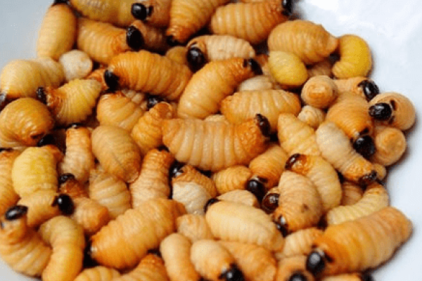 梦见蛆的解梦标题，，梦境中的蛆虫象征财富与好运-红迪亚