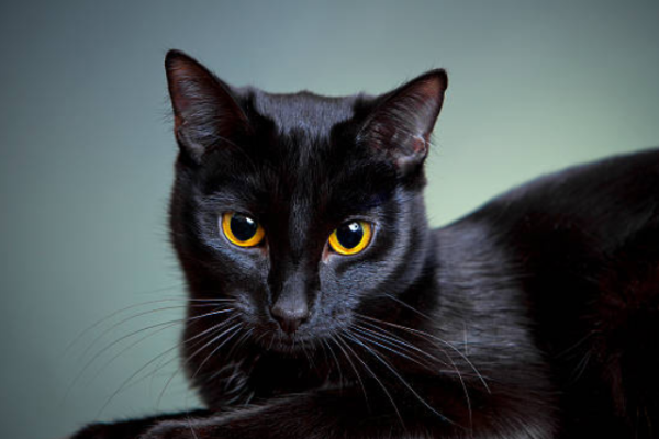 梦见猫好运财富象征-红迪亚