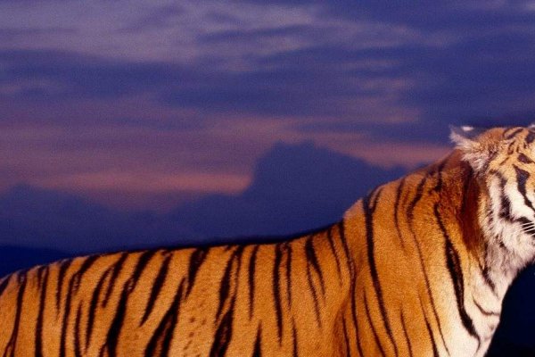 梦见小老虎预兆运势-红迪亚