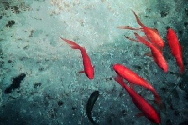 梦见鱼群征兆-红迪亚