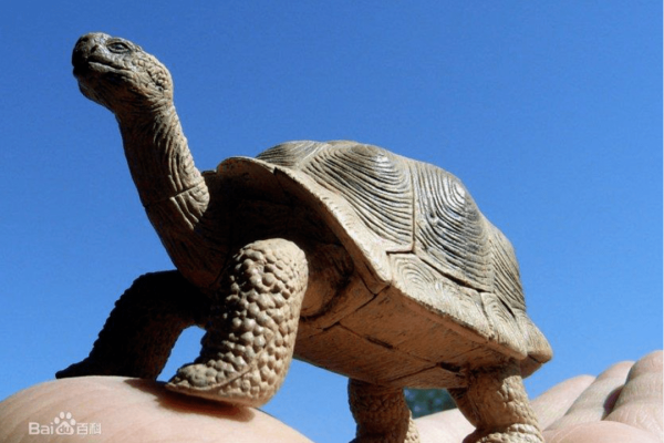 梦见乌龟，福禄与好运的象征-红迪亚