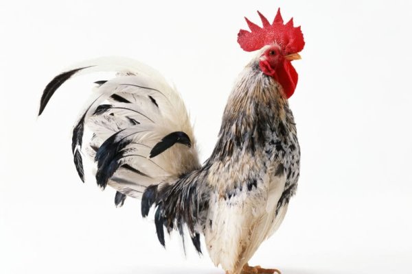 梦见鸡下蛋的寓意与预测，财富降临、新生命象征或婚姻之喜。-红迪亚