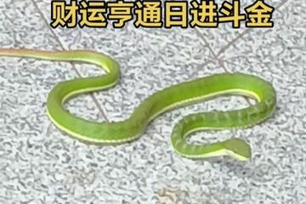 梦见蛇缠身寓意解析,成功运、挑战与成长象征-红迪亚