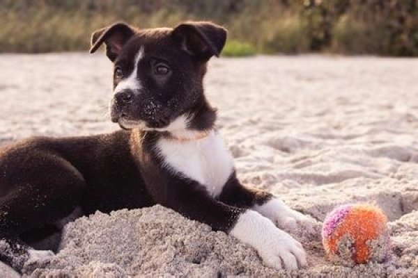 梦见狗咬脚寓意解析，财运亨通还是警示提醒？-红迪亚