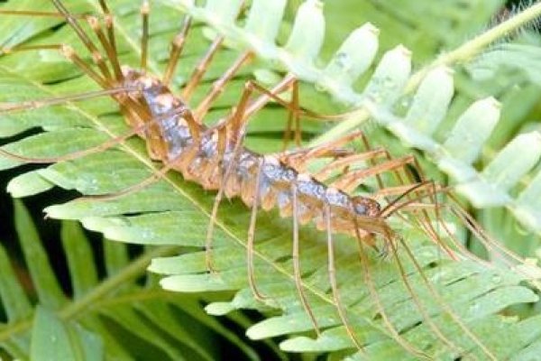 梦见蚰蜒预示社交运势-红迪亚