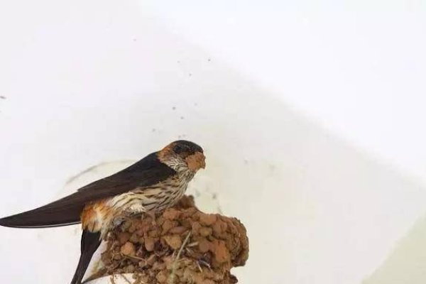 梦见燕子筑巢寓意解析，家庭和谐与好运的象征-红迪亚