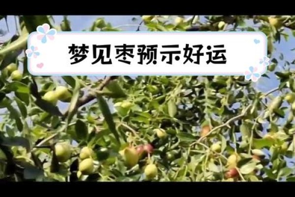 梦见枣子预示喜事与好运-红迪亚